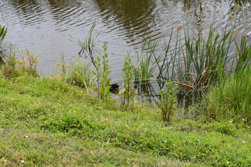 Florida Wetlands