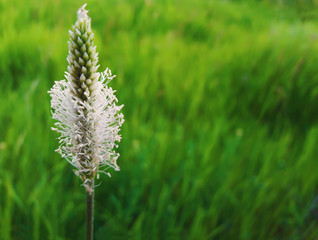 Summer meadow on bright sunny day, as a odd white flower shine in the green grass.
