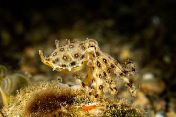 Greater blue-ringed octopus, Hapalochlaena lunulata is one of four species of highly venomous blue-ringed octopuses belonging to the family Octopodidae