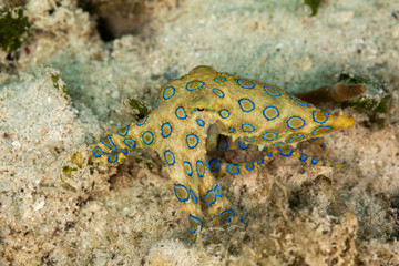 Greater blue-ringed octopus, Hapalochlaena lunulata is one of four species of highly venomous blue-ringed octopuses belonging to the family Octopodidae