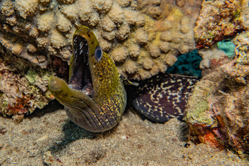 Moray eel Mooray lycodontis undulatus in the Red Sea, eilat israel