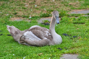 cygnet of mute swan resting on river bank