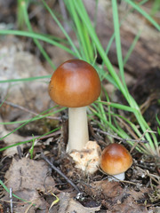 Amanita fulva, commonly called the tawny grisette, wild mushroom from Finland