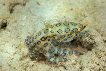 Greater blue-ringed octopus, Hapalochlaena lunulata is one of four species of highly venomous blue-ringed octopuses belonging to the family Octopodidae