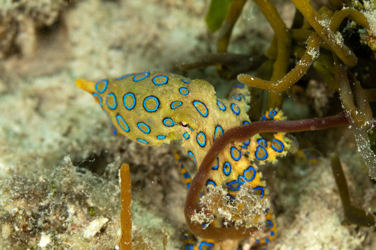 Greater blue-ringed octopus, Hapalochlaena lunulata is one of four species of highly venomous blue-ringed octopuses belonging to the family Octopodidae