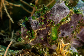 Grey Frogfish member of the anglerfish family Antennariidae, of the order Lophiiformes
