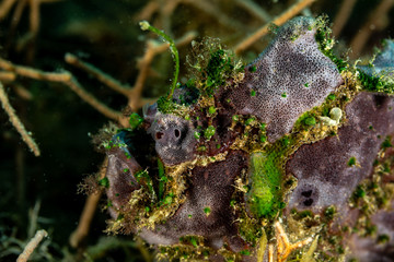 Grey Frogfish member of the anglerfish family Antennariidae, of the order Lophiiformes