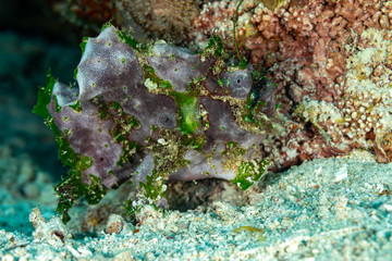 Grey Frogfish member of the anglerfish family Antennariidae, of the order Lophiiformes
