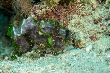 Grey Frogfish member of the anglerfish family Antennariidae, of the order Lophiiformes