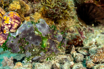 Grey Frogfish member of the anglerfish family Antennariidae, of the order Lophiiformes