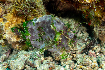 Fototapeta na wymiar Grey Frogfish member of the anglerfish family Antennariidae, of the order Lophiiformes