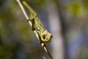 lizards of madagascar