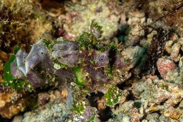 Grey Frogfish member of the anglerfish family Antennariidae, of the order Lophiiformes