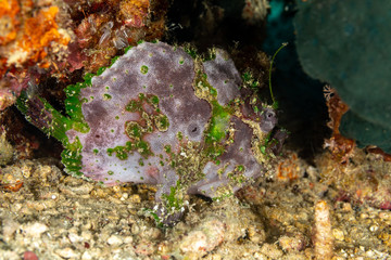 Grey Frogfish member of the anglerfish family Antennariidae, of the order Lophiiformes