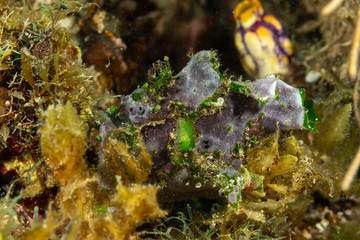 Grey Frogfish member of the anglerfish family Antennariidae, of the order Lophiiformes