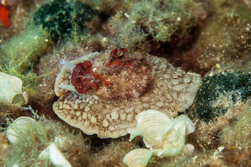 Umbraculum umbraculum Sea Slug