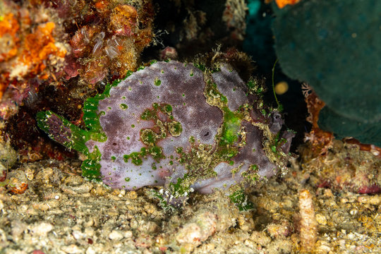 Grey Frogfish Member Of The Anglerfish Family Antennariidae, Of The Order Lophiiformes