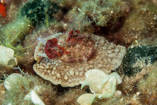 Umbraculum umbraculum Sea Slug
