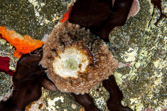 Umbraculum umbraculum Sea Slug