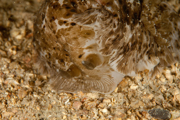 sea slugs, marine gastropod mollusks