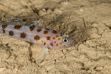 Thorogobius ephippiatus, the leopard-spotted goby
