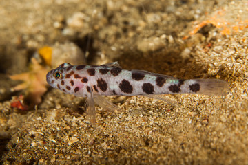 Thorogobius ephippiatus, the leopard-spotted goby