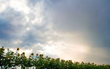 Fototapeta premium sunflowers against the sky overcast
