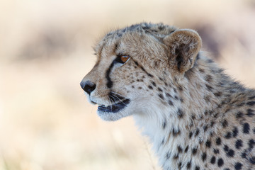 Portrait of a cheetah in Tiger Canyons Game Reserve in South Africa