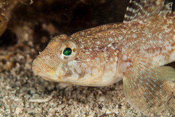 Gobies are fishes of the family Gobiidae