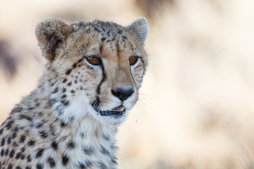 Portrait of a cheetah in Tiger Canyons Game Reserve in South Africa