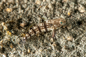 Gobies are fishes of the family Gobiidae