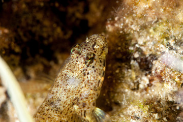 Gobies are fishes of the family Gobiidae