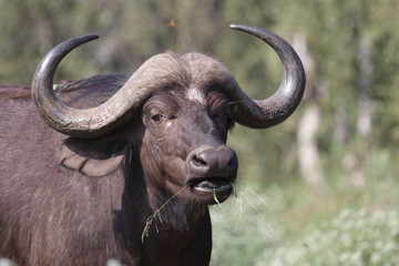 Kaffernbüffel / Buffalo / Syncerus caffer