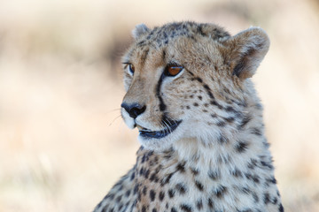 Portrait of a cheetah in Tiger Canyons Game Reserve in South Africa