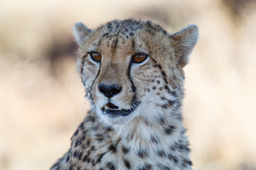 Obraz na płótnie Canvas Portrait of a cheetah in Tiger Canyons Game Reserve in South Africa