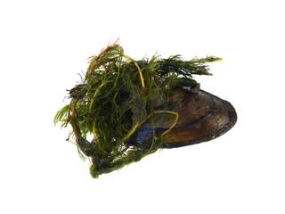 seaweed isolated on white background