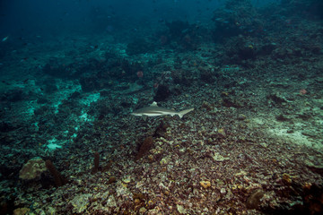 Fototapeta na wymiar Blacktip Reefshark - Carcharhinus melanopterus