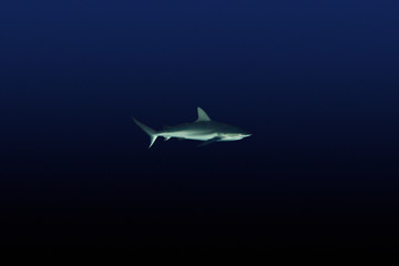 Fototapeta na wymiar Gray Reefshark - Carcharhinus amblyrhynchos