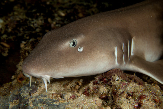 Nurse Shark - Nebrius Ferrugineus