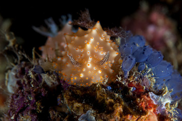Halgerda Seaslug