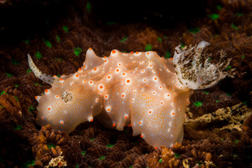 Halgerda Seaslug