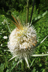 Wild meadow thistle in nature