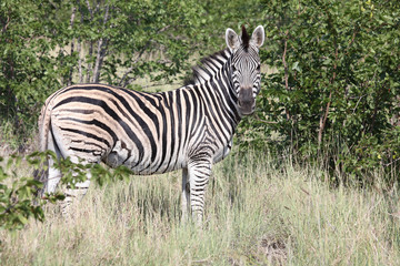 Steppenzebra / Burchell's zebra / Equus burchellii