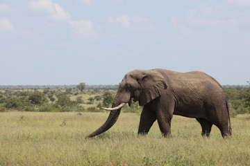 Afrikanischer Elefant / African elephant / Loxodonta africana