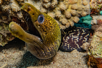 Moray eel Mooray lycodontis undulatus in the Red Sea, eilat israel