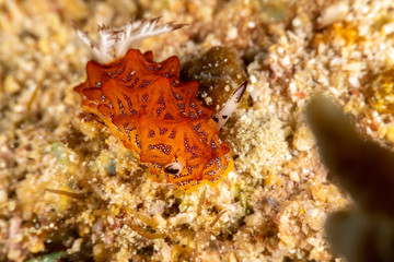 Tessellated halgerda, Halgerda tessellata, is a species of sea slug, a dorid nudibranch, shell-less marine gastropod mollusks in the family Discodorididae