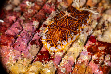 Tessellated halgerda, Halgerda tessellata, is a species of sea slug, a dorid nudibranch, shell-less marine gastropod mollusks in the family Discodorididae