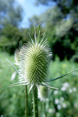 Wild meadow thistle in nature