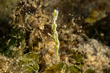Halimeda ghost pipefish, Solenostomus halimeda, is a species of false pipefishes belonging to the family Solenostomidae