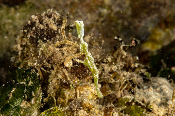 Halimeda ghost pipefish, Solenostomus halimeda, is a species of false pipefishes belonging to the family Solenostomidae
